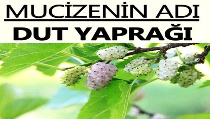 Dut yaprağının bilinmeyen faydaları! Süt içemeyenlerin yeni tercihi...